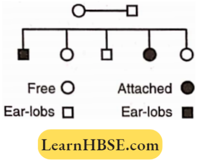 Electron Of Heredity And Variations A Pedigree Chart Of A Family With Five Children