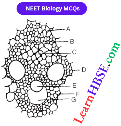 Plant Anatomy In Diagram Of The Cross Section Of The Vascular Bundle Of Monocot Stem
