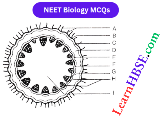 Plant Anatomy In Diagram Of The T.S Of Helianthus Stem