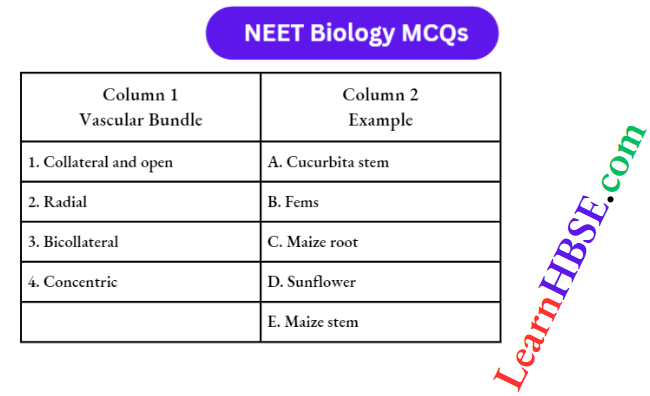Plant Anatomy Match The Column Question 15