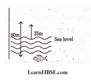Observe the figure the distance of fish from sea level is