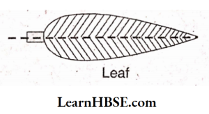 Draw some natural objects which have at least one line of symmetry leaf