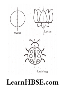 Draw some natural objects which have at least one line of symmetry moon,lotus,lady bug
