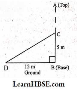 Find the original height of the tree