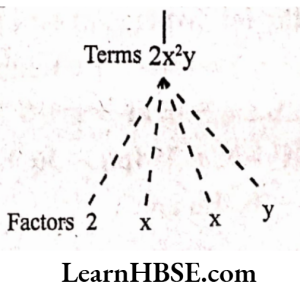 Tree diagram 2x²y