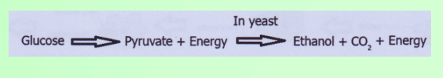 Breakdown Of Glucose In yeast