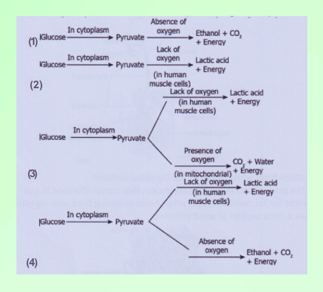 Cell Of An Athlete