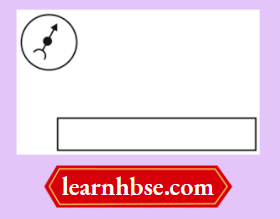 HBSE Class 10 Biology Solutions For A Plotting Compass And A Magnet