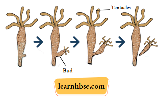 HBSE Class 10 Biology Solutions For Budding In Hydra