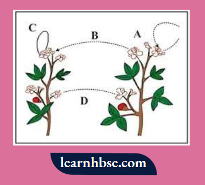 HBSE Class 10 Biology Solutions For Depict Pollination A Maximum Variation In The Offspring