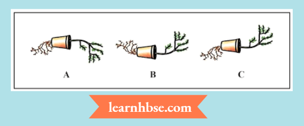 HBSE Class 10 Biology Solutions For Depict Tropic Movements Appropriately