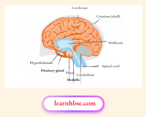 HBSE Class 10 Biology Solutions For Labelled Structure Of A Brain