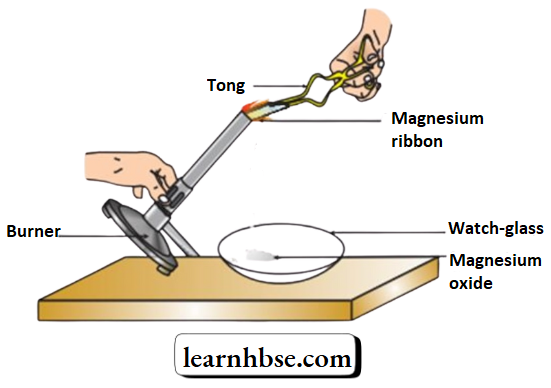 HBSE Class 10 Biology Solutions For Magnesium Ribbon Burns With Brilliant White Light