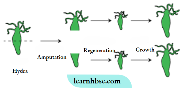 HBSE Class 10 Biology Solutions For Regeneration In Hydra