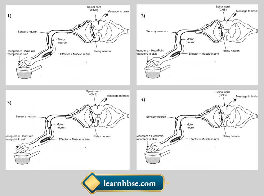 HBSE Class 10 Biology Solutions For Sequence Of Events That Occur When We Touch A Hot Utensil