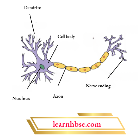 HBSE Class 10 Biology Solutions For Structure Of A Neuron