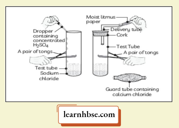 HBSE Class 10 Biology Solutions For The Change In Colour Of The Moist litmus Paper