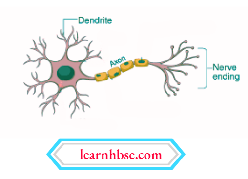 HBSE Class 10 Biology Solutions For The Structure Of A Neuron