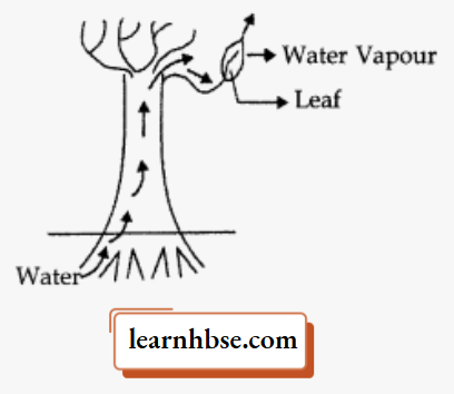 HBSE Class 10 Biology Solutions For Transpiration
