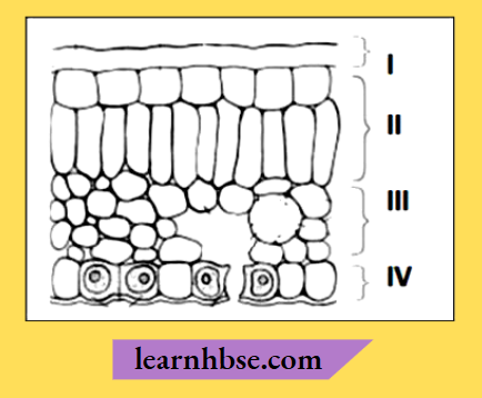HBSE Class 10 Biology Solutions For Transverse Section Of The Leaf Identify the Layer Of Cells where Maximum Photosynthesis Occure