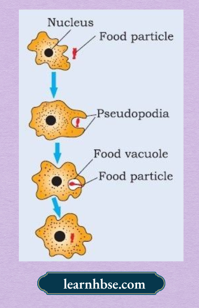 HBSE Solutions Class 10 Biology Chapter 1 Amoeba Obtains Nutrition