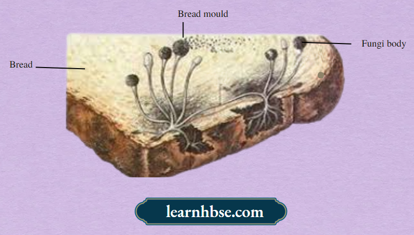 HBSE Solutions Class 10 Biology Chapter 1 Bread Moulds On A Bread