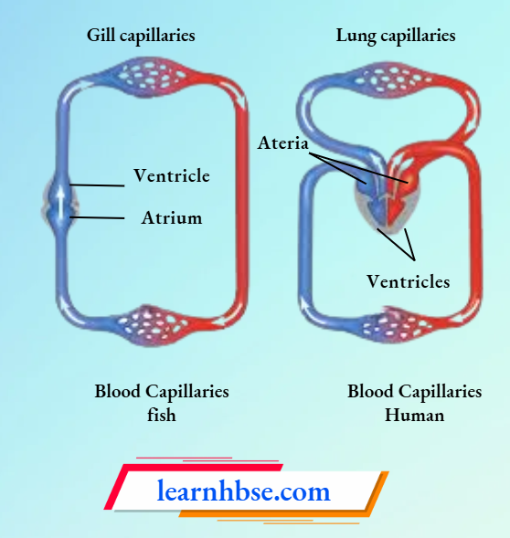 HBSE Solutions Class 10 Biology Chapter 1 Circulation Of Blood In Fishes And Humans