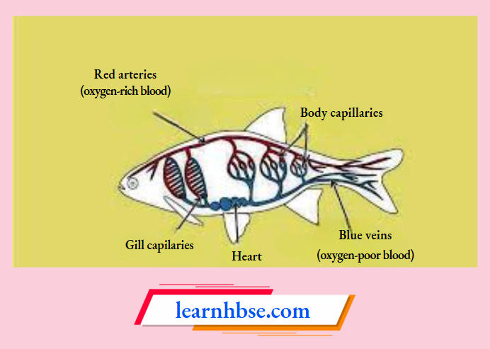 HBSE Solutions Class 10 Biology Chapter 1 Circulation Of Blood In Fishes
