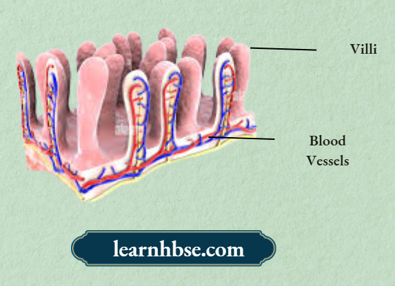 HBSE Solutions Class 10 Biology Chapter 1 Cross Section Of Small Intestine
