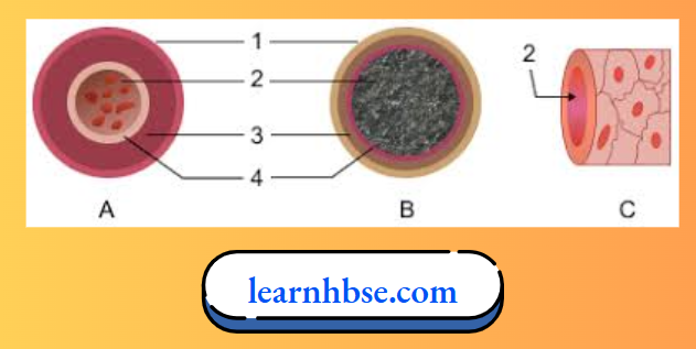 HBSE Solutions Class 10 Biology Chapter 1 Cross-Sections Of Blood Vessels