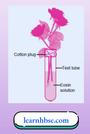HBSE Solutions Class 10 Biology Chapter 1 Demonstration Of Water Transport In Plants Using Eosin Solution
