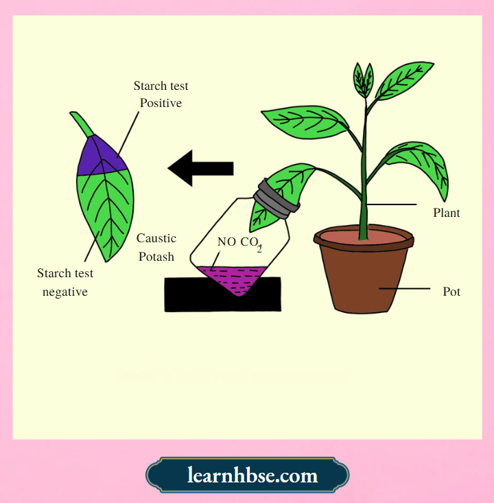 HBSE Solutions Class 10 Biology Chapter 1 Effect of CO₂ on Photosynthesis