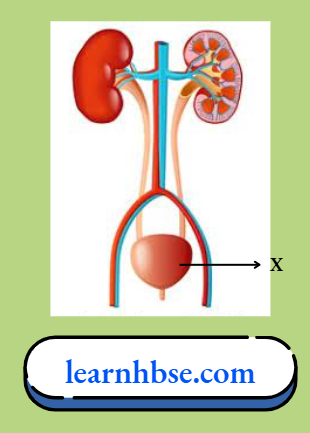 HBSE Solutions Class 10 Biology Chapter 1 Excretory System in Humans