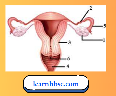 HBSE Solutions Class 10 Biology Chapter 1 Female Reproductive System – Labeled Diagram