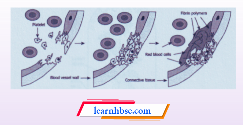 HBSE Solutions Class 10 Biology Chapter 1 Healing Of A Wound