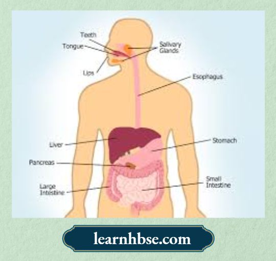 HBSE Solutions Class 10 Biology Chapter 1 Human Digestive System