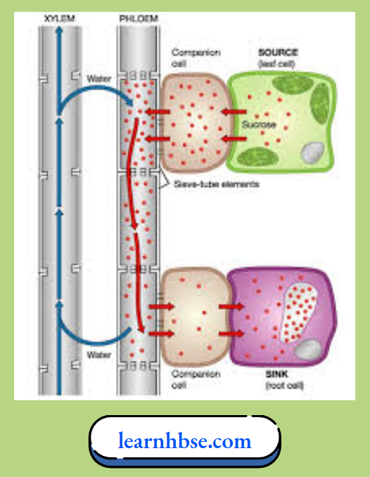 HBSE Solutions Class 10 Biology Chapter 1 Movement Of Sucrose Into Phloem