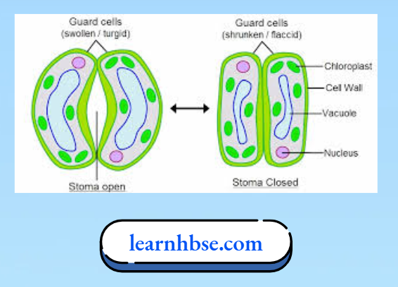 HBSE Solutions Class 10 Biology Chapter 1 Opening And Closing Of Stomata