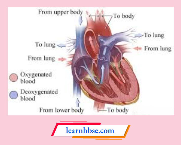 HBSE Solutions Class 10 Biology Chapter 1 Oxygenated And De-Oxygenated Blood In The Human Heart