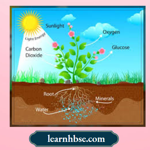 HBSE Solutions Class 10 Biology Chapter 1 Photosynthesis