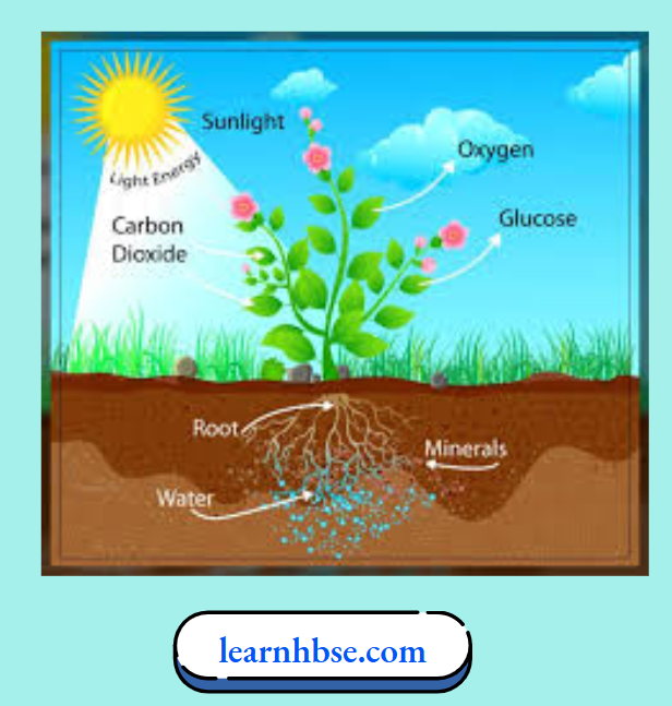 HBSE Solutions Class 10 Biology Chapter 1 Process Of Photosynthesis In Plants