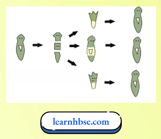 HBSE Solutions Class 10 Biology Chapter 1 Regeneration In Planaria
