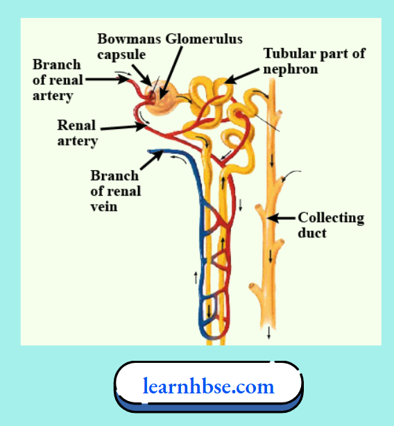 HBSE Solutions Class 10 Biology Chapter 1 Structure Of A Nephron