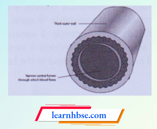 HBSE Solutions Class 10 Biology Chapter 1 Structure Of An Artery