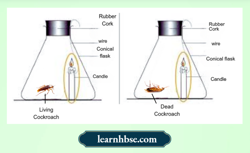 HBSE Solutions Class 10 Biology Chapter 1 Student Places Candle And A Living Cockroach In The Flask