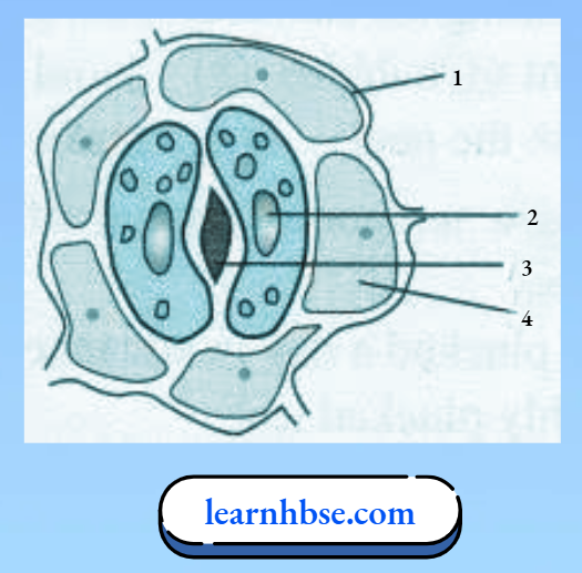 HBSE Solutions Class 10 Biology Chapter 1 The Opening And Closing Of Stomata