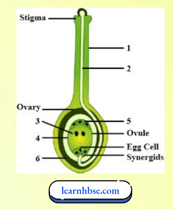 HBSE Solutions Class 10 Biology Chapter 1 The Process Of Fertilization