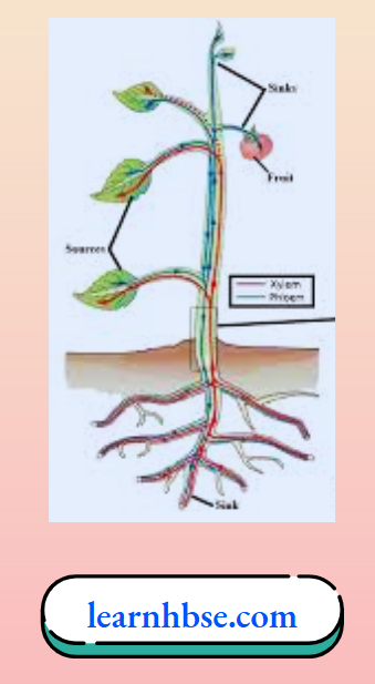 HBSE Solutions Class 10 Biology Chapter 1 Transport Of Food Material Inside Plant Body With The Help Of Phloem