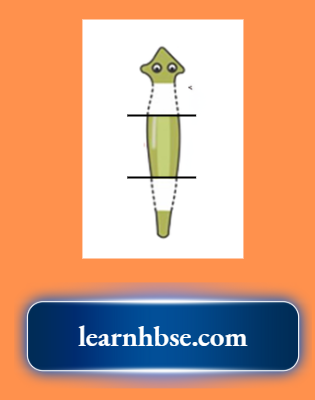 HBSE Solutions Class 10 Biology Chapter 2 A Planaria In The Lab And Cuts Into Three Parts