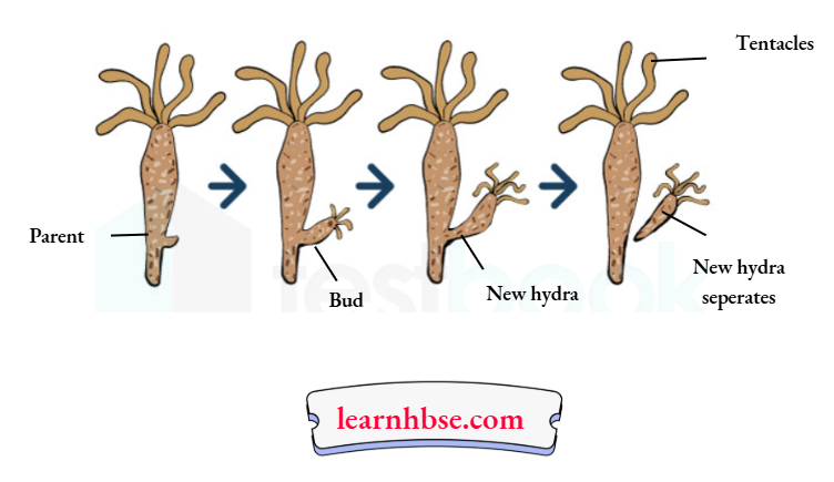 HBSE Solutions Class 10 Biology Chapter 2 HBSE Solutions Class 10 Biology Chapter 2 A Bud Developing On A Hydra